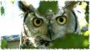 Screech Owl Centre